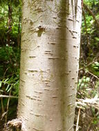 Image of western hemlock