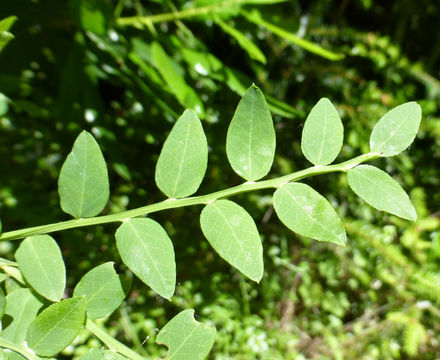 Слика од Vaccinium parvifolium Sm.