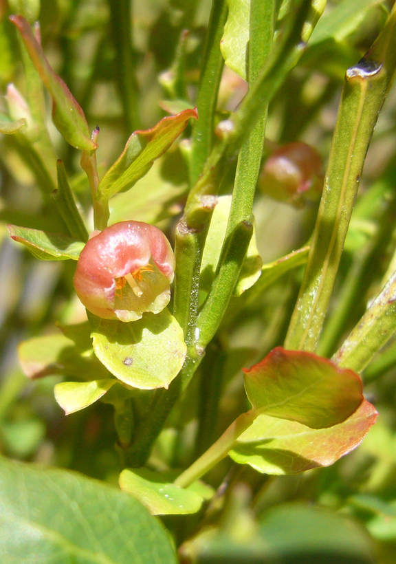 Image of Red Huckleberry