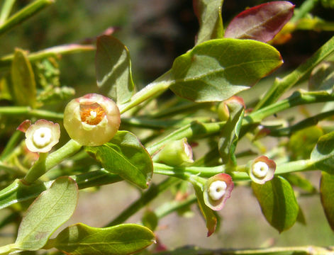 Слика од Vaccinium parvifolium Sm.