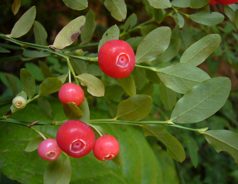 Image of Red Huckleberry