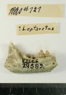 <i>Leptarctus primus</i>的圖片