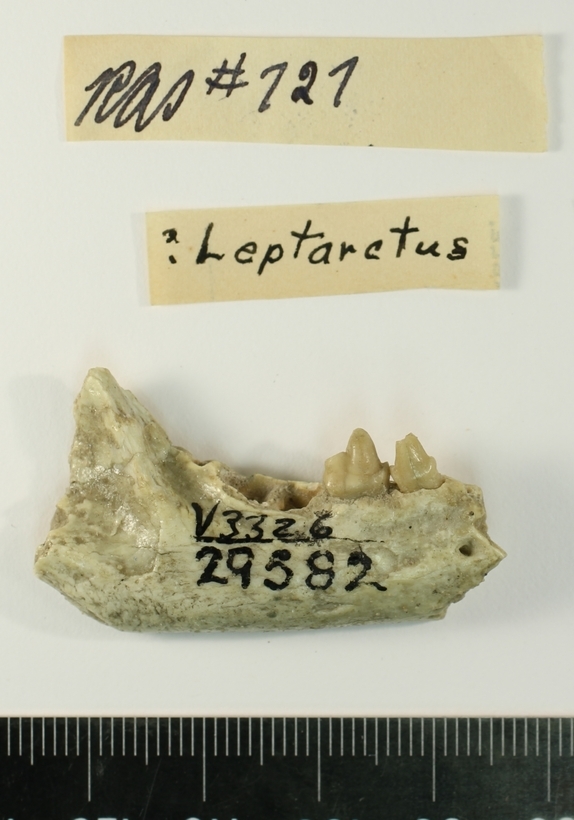 Image of <i>Leptarctus primus</i>