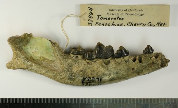 Image of <i>Tomarctus euthos</i>