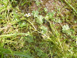 Image of <i>Ranunculus <i>aquatilis</i></i> var. aquatilis