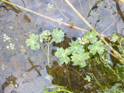 Image of <i>Ranunculus <i>aquatilis</i></i> var. aquatilis