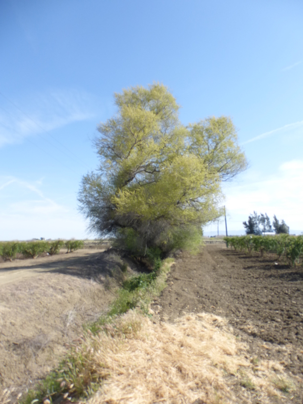 Image de Salix laevigata Bebb