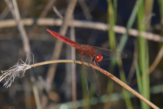 Image of Broad Scarlet