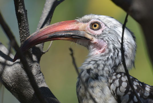 Image of Southern Red-billed Hornbill