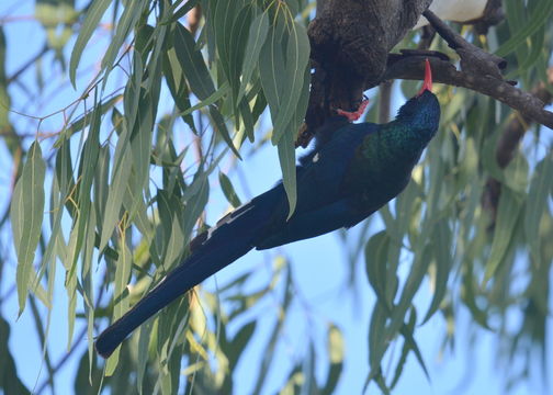 Image of Green Wood Hoopoe