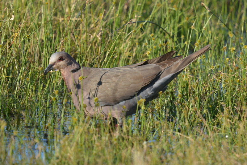 Image of Red-eyed Dove