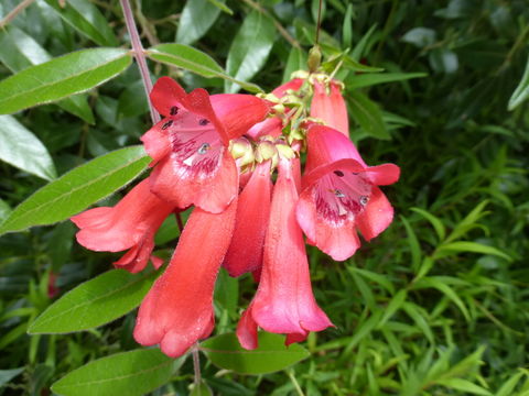 Image of Hartweg's beardtongue