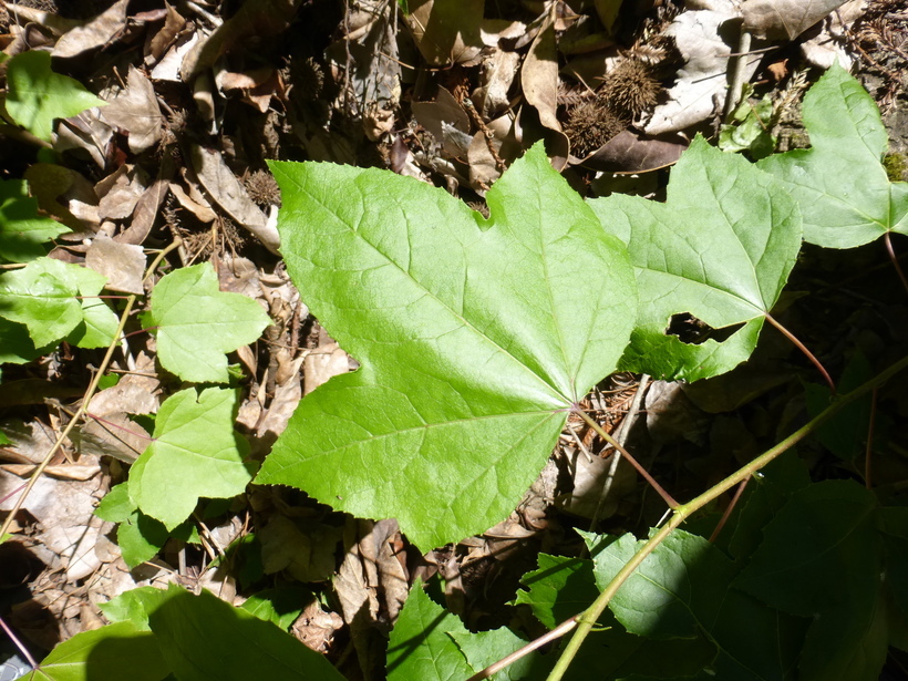 Image of Chinese Sweetgum