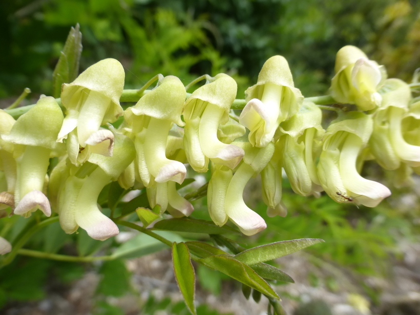 shrubby sophora - Encyclopedia of Life