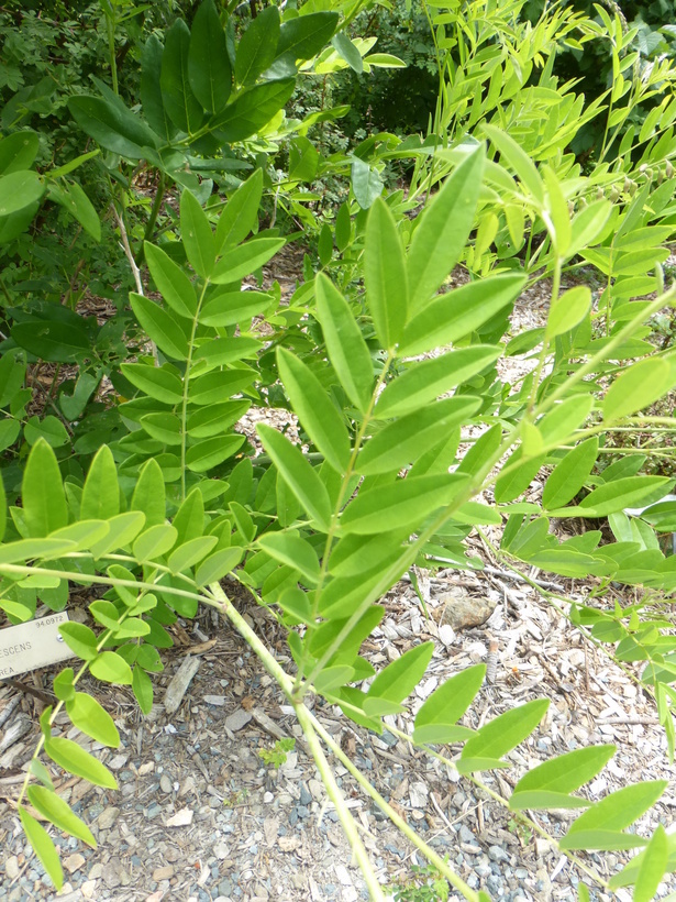 Слика од Sophora flavescens Aiton