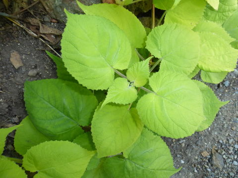 Image of Salvia koyamae Makino