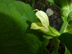 Image of Salvia koyamae Makino