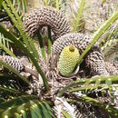 صورة Macrozamia communis L. A. S. Johnson