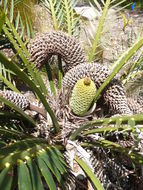 صورة Macrozamia communis L. A. S. Johnson