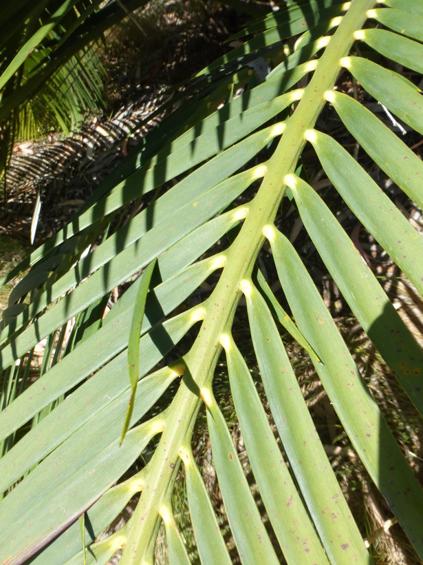 صورة Macrozamia communis L. A. S. Johnson