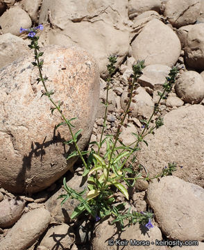 Imagem de Stemodia durantifolia (L.) Sw.