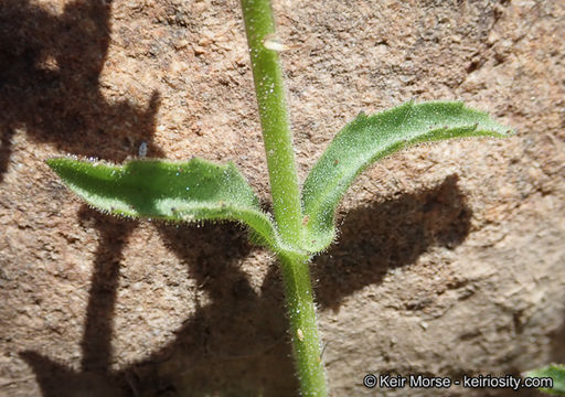 Stemodia durantifolia (L.) Sw. resmi