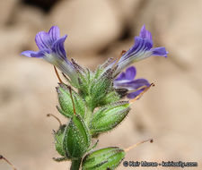 Sivun Stemodia durantifolia (L.) Sw. kuva