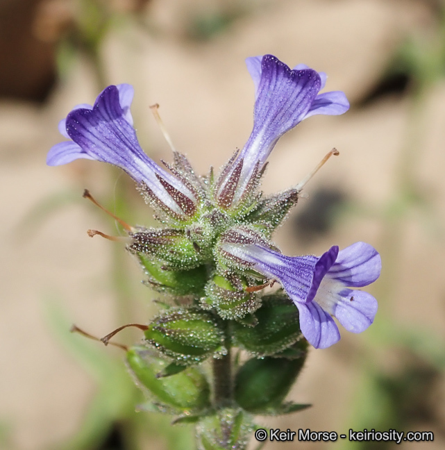 Sivun Stemodia durantifolia (L.) Sw. kuva