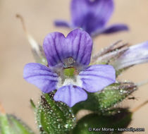 Sivun Stemodia durantifolia (L.) Sw. kuva