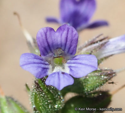 Слика од Stemodia durantifolia (L.) Sw.