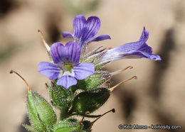 Sivun Stemodia durantifolia (L.) Sw. kuva