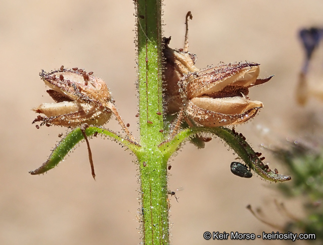 Sivun Stemodia durantifolia (L.) Sw. kuva