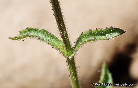 Слика од Stemodia durantifolia (L.) Sw.