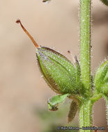 Слика од Stemodia durantifolia (L.) Sw.