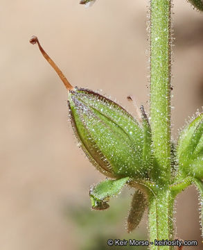 Stemodia durantifolia (L.) Sw. resmi