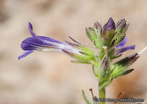 Слика од Stemodia durantifolia (L.) Sw.