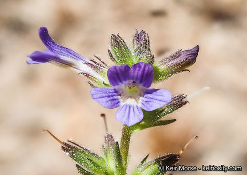 Слика од Stemodia durantifolia (L.) Sw.