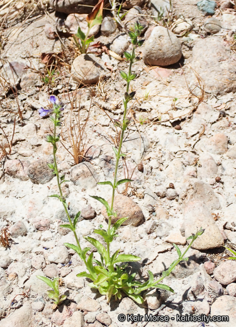 Sivun Stemodia durantifolia (L.) Sw. kuva