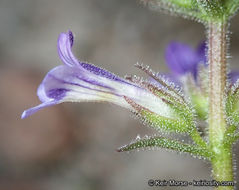 Слика од Stemodia durantifolia (L.) Sw.