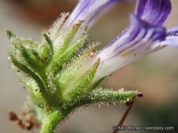 Sivun Stemodia durantifolia (L.) Sw. kuva