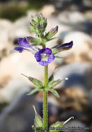 Слика од Stemodia durantifolia (L.) Sw.