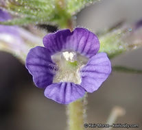 Sivun Stemodia durantifolia (L.) Sw. kuva