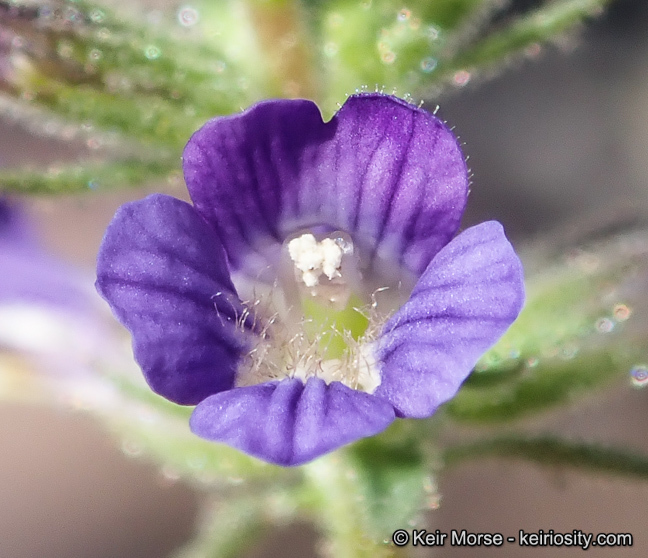 Слика од Stemodia durantifolia (L.) Sw.