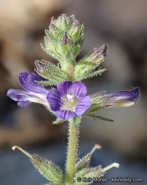 Слика од Stemodia durantifolia (L.) Sw.