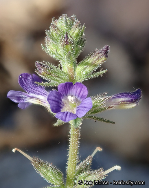 Sivun Stemodia durantifolia (L.) Sw. kuva