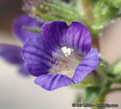 Слика од Stemodia durantifolia (L.) Sw.