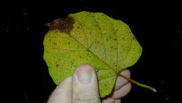 Image of <i>Ipomoea phillomega</i>