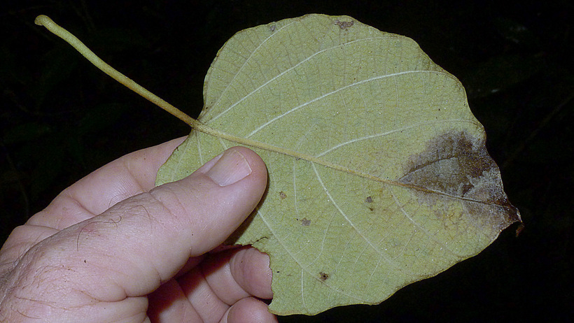 Image of <i>Ipomoea phillomega</i>