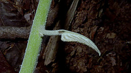 Image of <i>Ipomoea phillomega</i>