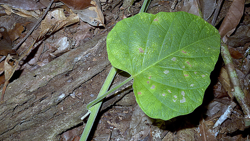 Image of <i>Ipomoea phillomega</i>